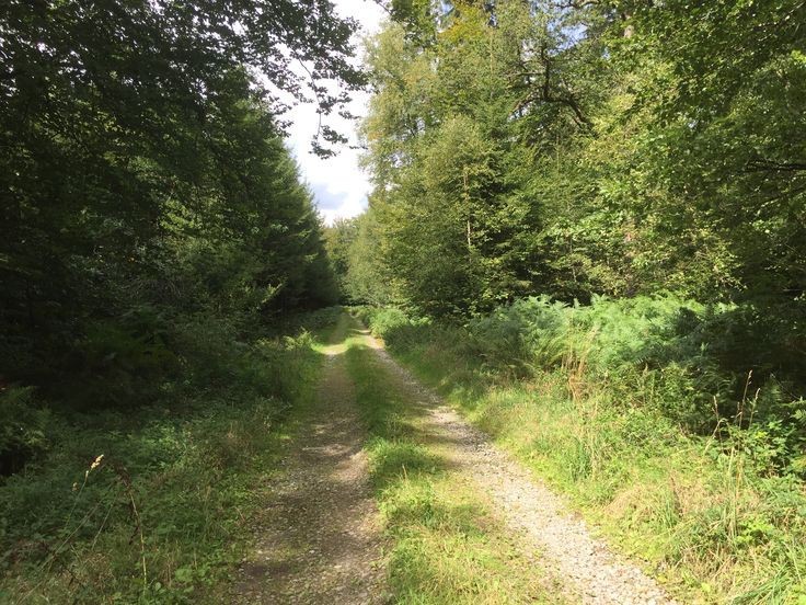 Создать мем: dirt road, лесная поляна, forest road