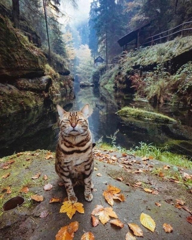 Create meme: bengali cat, Bengal cat, the cat in the forest