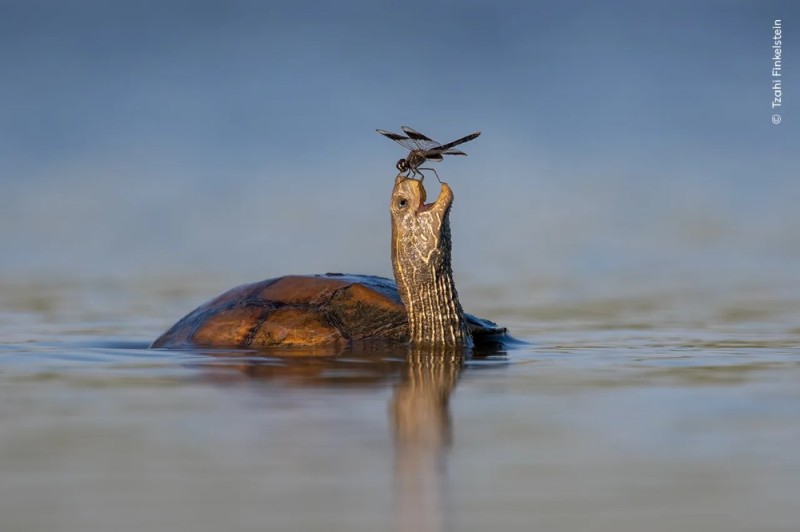 Create meme: turtle with a butterfly, bog turtle, Happy turtle