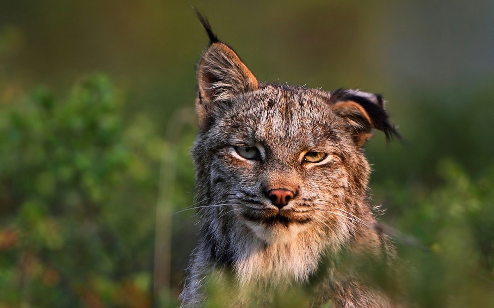 Create meme: lynx muzzle, The animal is a lynx, The lynx is evil