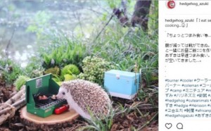 Create meme: hedgehogs, hedgehog traveler, hedgehog