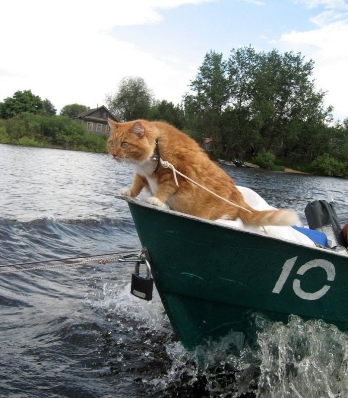 Create meme: the cat in the boat, cat , angler cat