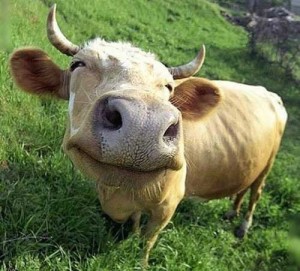 Создать мем: обычная корова, смешной бык, корова улыбается