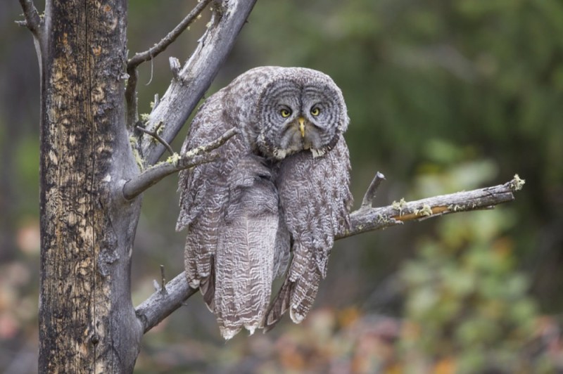 Create meme: unclear bearded, grey owl, grey owl is unclear