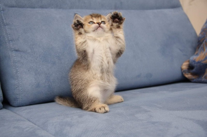 Create meme: cat paws up, cat British, cute animals