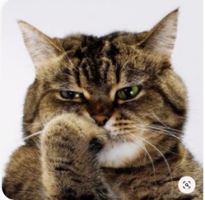 Create meme: the cat thinks, cats, cat muzzle