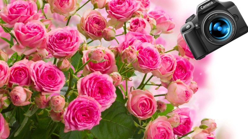 Create meme: pink roses , roses background, rose Bush