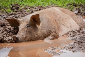Create meme: pig in the mud, pig, dirty pig
