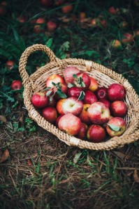 Create meme: apples on the grass, Apple harvest, Apple