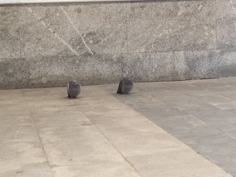 Create meme: pigeons doves, urban dove, pigeons are grey