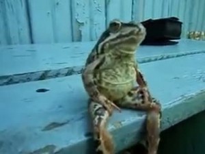 Создать мем: жаба, жаба мем, kurbağa kermit