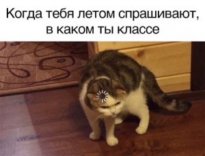 Create meme: cat download, memes animals, cats