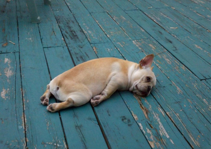 Create meme: sleeping dog , tomorrow is a day off, tired dog
