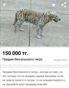 Create meme: tiger