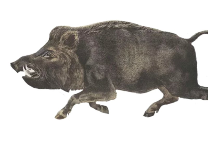 Create meme: wild boar, boar , boar meme