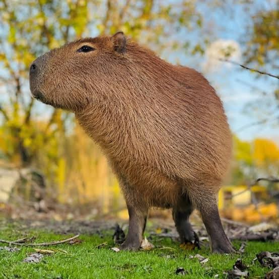 Create meme: capybara rodent, the capybara is large, capybara capybara