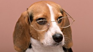 Create meme: beagle dog, dog with glasses, dog in glasses pictures