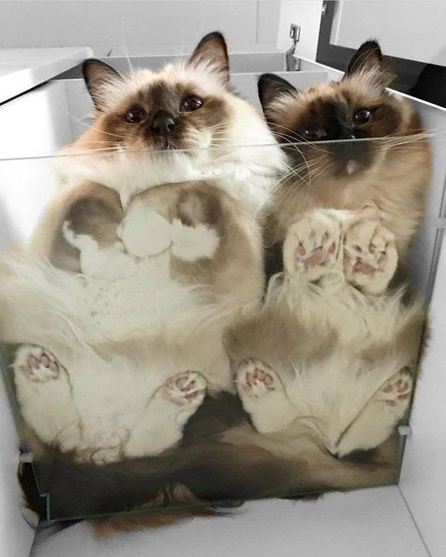 Create meme: a cat on a glass table, seals on a glass table, cat 