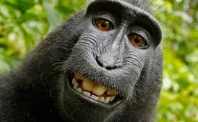 Create meme: muzzle monkeys, funny monkey , black macaque