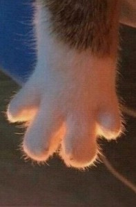 Create meme: cat funny, cat's paw, cat paw