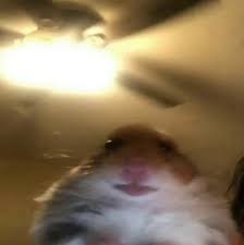 Create meme: selfie hamster, hamster , hamster meme 