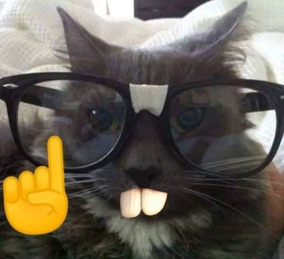 Create meme: cat , seals , cats in glasses