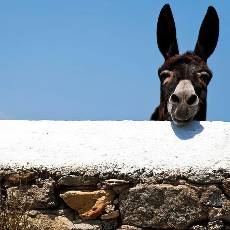 Create meme: donkeys in Santorini, donkey , a domestic donkey