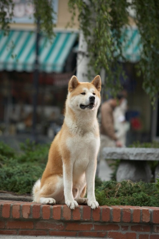 Create meme: the dog Hachiko, breed Akita inu, the breed of the dog Hachiko