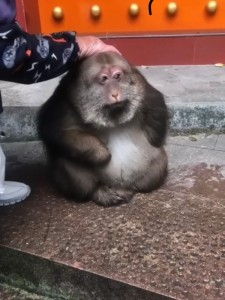 Create meme: monkey, monkey