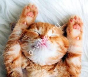 Create meme: kitten redhead, seals pictures, seals