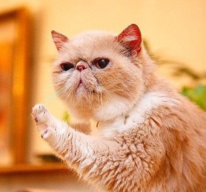 Создать мем: короткошерстные кошки, exotic shorthair, кот экзот