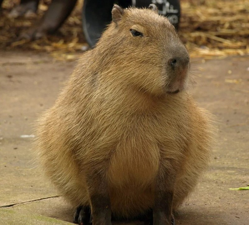 Create meme: big capybara guinea pig, capybara rodent, capybara guinea pig