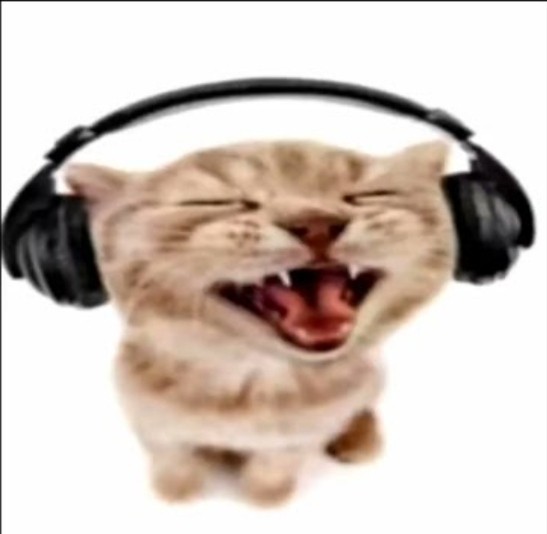 Create meme: screaming cat , the cat in the headphones yells, cat with headphones