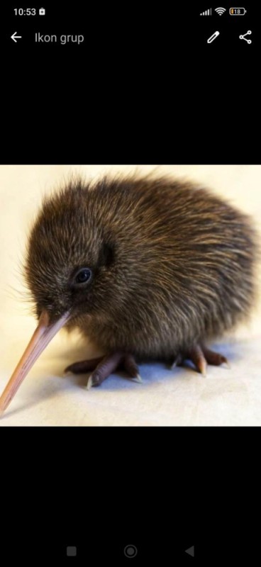 Create meme: chick kiwi, kiwi bird, northern brown kiwi