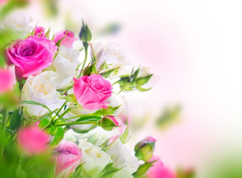 Create meme: background for congratulations, beautiful floral background for a postcard, floral background