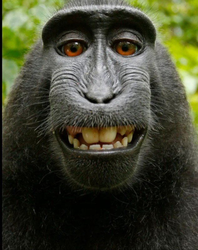 Create meme: macaque monkey, macaque meme, Funny monkey