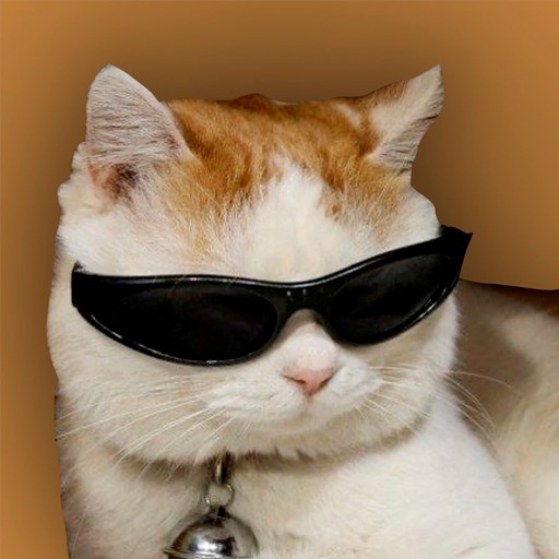 Create meme: cat with black glasses