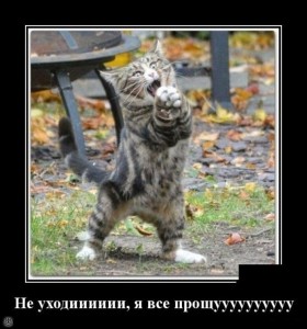 Create meme: funny animals, Kote