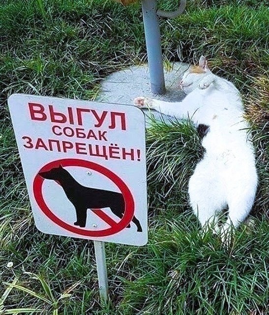 Create meme: dog walking is prohibited, Dog walking is prohibited sign, The sign says walking is prohibited