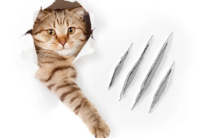 Create meme: the cat sharpens its claws, claws of the cat , cat scratches