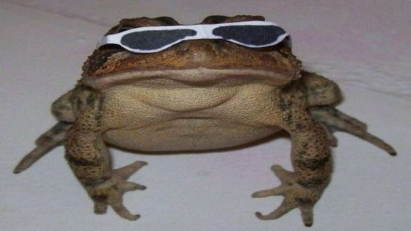 Create meme: toad , memes with toads, frog toad