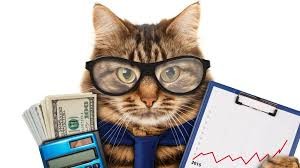 Create meme: accountant, Accounting, cat accountant pictures