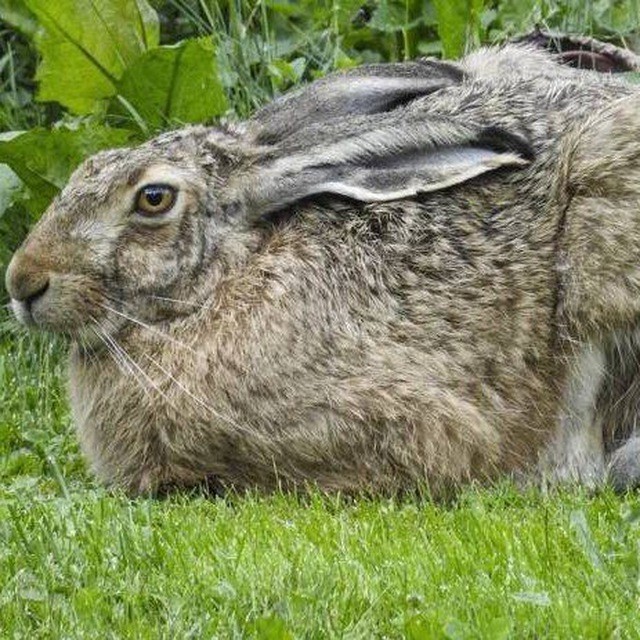 Create meme: The big hare, wild rabbit, hare 