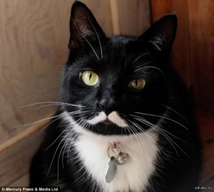 Create meme: cat whiskers, cat, cat with a mustache