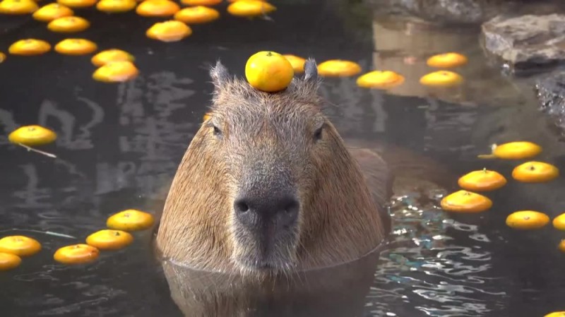 Create meme: capybara in the water, capybara ok i pull up, capybara with tangerine