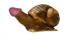 Create meme: snail, snails Achatina, the snail Achatina