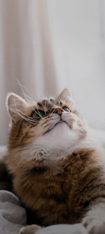 Create meme: Siberian cat, cat , siberian cat breed