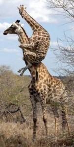 Создать мем: giraffe, смешные картинки жирафа, там паук жираф на жирафе