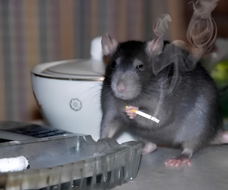 Create meme: meme rat with a cigarette, rat , A rat eats cheese