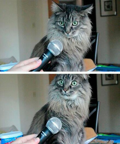 Create meme: The cat meme of course, surprised cat with microphone, cat with microphone 